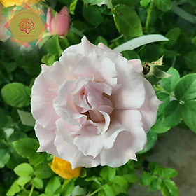 Mua Cây hoa hồng ngoại La Mariee tiểu thư siêu thơm - Hoa hồng Thăng Long Flower