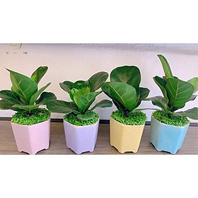 CÂY BÀNG SINGAPORE - cây phong thủy mini để bàn