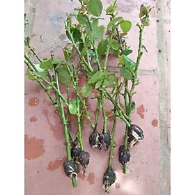 Rễ Bèo Khô Dùng Chiết Cây 1KG