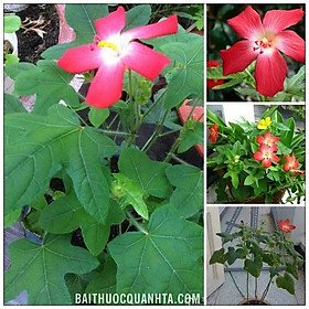 Mua Hạt giống nhân sâm bố chính-Gói 10 hạt/tặng kèm gói phân bón lót