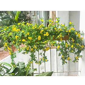 BỒN HOA DÃ QUỲ BC091 TRANG TRÍ TIỂU CẢNH GIÁ RẺ