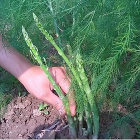 Mua Combo 10 cây giống măng tây chuẩn F1 gửi cây như  ảnh cuối