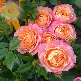 Mua Cây hoa hồng ngoại Briosa (bụi) cam hoa chùm - Hoa hồng Thăng Long Flower