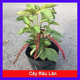 Cây Râu Lân - cây cảnh đẹp + tặng phân bón cho cây