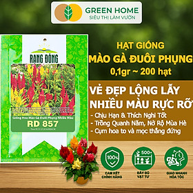 Mua Hạt Giống Hoa Mào Gà Đuôi Phụng Nhiều Màu GreenHome  Gói 0 1g~200 hạt  Dễ Trồng Quanh Năm H18