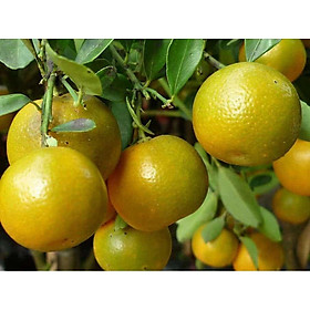 Cây giống quất chua  thái, quả vàng