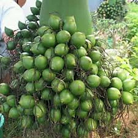 CÂY GIỐNG CAU TỨ THỜI SIÊU QUẢ- CAM KÊT GIỐNG CHUẨN F1