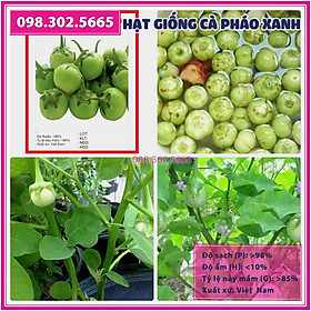 Hạt giống cà pháo xanh cao sản - giống F1 dễ trồng, năng suất cao