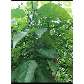 Mua Cây lá cách con- vọng cách