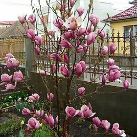 Mua cây hoa mộc lan có sẵn nụ hoa giống
