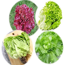 Mua Hạt giống xà lách  Combo 4 loại rau xà lách năng suất cao ( XL Búp  XL Tím  XL Minetto  XL Xoăn ) - Hạt giống rau củ quả