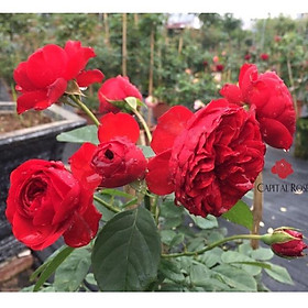 Hoa hồng ngoại Red Apple đỏ - hoa bụi, siêng hoa