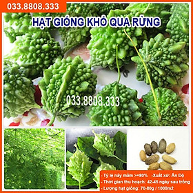 HẠT GIỐNG KHỔ QUA RỪNG CHẤT LƯỢNG CAO, GIỐNG CHUẨN