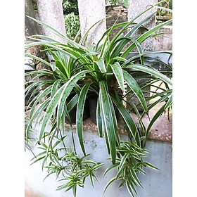Cây lan chi-cây giống