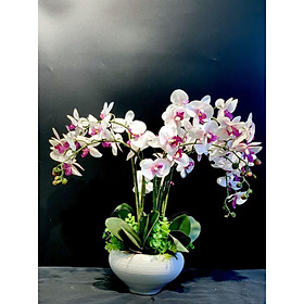 Mua Bình hoa lan sinh động cực đẹp phong cách tân cổ điển sang trọng CHL2 - Thích hợp để trên các kệ tủ trưng bày