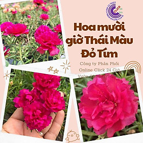 Mua 1 Ký Cành Giống Hoa Mười Giờ Thái Kép Màu Đỏ Yên Chi Siêu Đẹp Lạ Hoa Mười Giờ Bonsai & Phụ Kiện