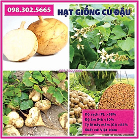 Gói 100 gam Hạt giống củ đậu, củ sắn F1 - Hạt giống chất lượng cao, mẫu mã đều, đẹp