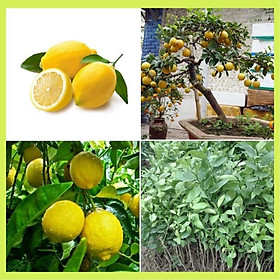 Mua Cây giống chanh vàng Mỹ ( chanh tây ) siêu quả  quả to mọng nước