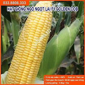 Hạt Giống Ngô Ngọt Lai F1 GOLDEN COB 100gram - Bắp Ngô To Đều Hạt