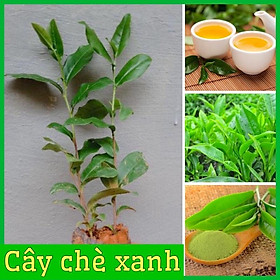 Mua Combo 2 Cây chè xanh Thái Nguyên giống dùng pha trà làm bánh