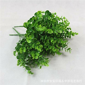 Mua Cụm tai chuột thường