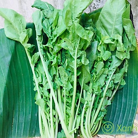Mua HẠT GIỐNG RAU CẢI ROCKET CAO SẢN
