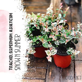 Mua Cây Trachelospermum asiaticum Snow n Summer (Hoa Diệp Lạc Thạch)