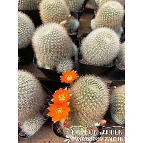 Mua Cây xương rồng rebutia hoa cam  Ảnh thật   FreeShip   Có sẵn 