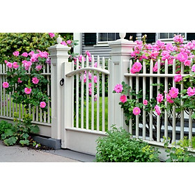 Giấy dán tường - Hoa H509