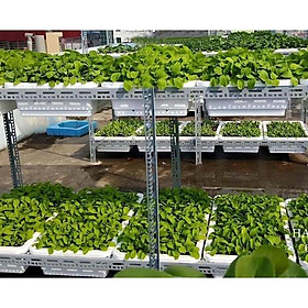 Mua Kệ sắt v lỗ (khung kệ trồng rau ( Rộng 60cm x Dài 1 4m) x cao nhiều kích thước  dùng sắt v4x4cm