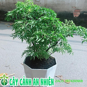 Mua Chậu Cây Đinh Lăng