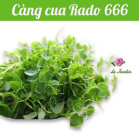 Hạt giống rau càng cua Rado 666 gói 0,5gr - RẤT DỄ TRỒNG