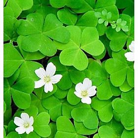 Mua Hạt giống cỏ ba lá ( cỏ 3 lá ) hạt giống chất lượng cao  giống chuẩn f1- 50 hạt/gói -