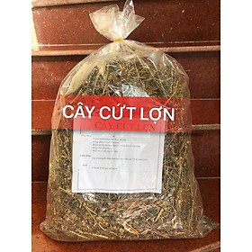 1kg cây cứt lợn hoa tím khô sạch, cây cỏ hôi - hàng nhà làm thủ công thu hái từ tự nhiên