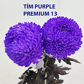 BỘT MÀU NHUỘM HOA Tươi Cao Cấp Premium Color pha 12L màu chuẩn Công Nghệ Israel An Toàn và chuyên nghiệp