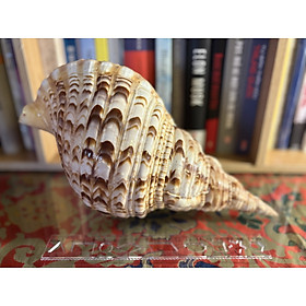 Mua Vỏ ốc Hoàng Hậu