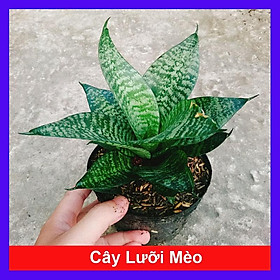 Cây Lưỡi Hổ Xanh - Cây Lưỡi Mèo + tặng phân bón cho cây