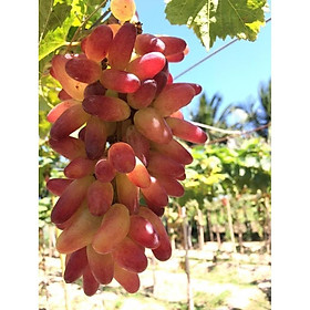 Mua CÂY GIỐNG NHO PHÁP LEO GIÀN