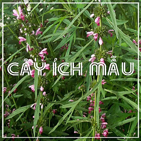 Cây Ích Mẫu khô đóng gói 500g