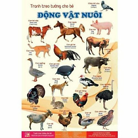 Mua Bộ Tranh Treo tường cho bé về thế giới xung quanh