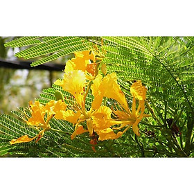 Mua Cây giống Phượng Hoa vàng