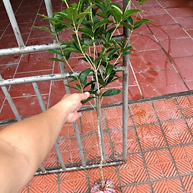 Mua Cây mộc hương ta hoa thơm cao 1m2 thoát thân 80cm (Ảnh thật)