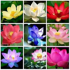 HẠT GIỐNG HOA SEN MINI NHẬT ( 10 MÀU )