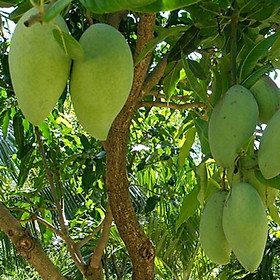 Mua Cây Giống Xoài Cát Hòa Lộc ( cây ghép có thể trồng chậu)
