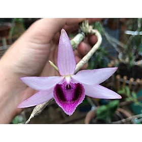 Phi điệp BỆT MA BÓ cam kết chất lượng