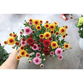 Cúc calimero đủ màu- cây giống lên bầu đảm bảo