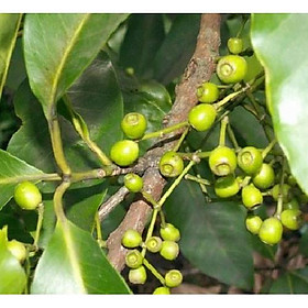 Cây giống vối nếp