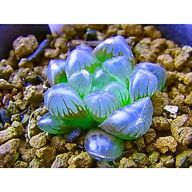 Bộ 3 gói Hạt giống sen đá kim cương