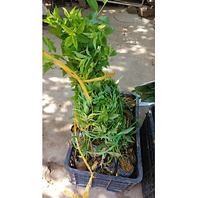 Mận tam hoa cây ghép mắt - Tặng phân bón