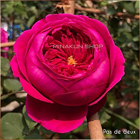 Hoa hồng ngoại Pas de deux cực đẹp